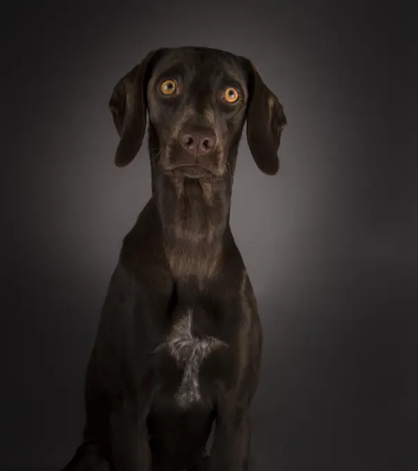 Adorable big-eyed dog on black background