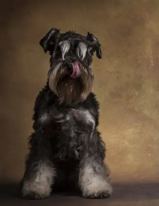 Portrait of cute schnauzer with tongue out licking nose and sitting in studio