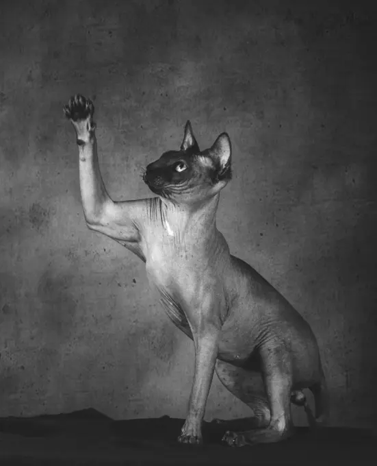 Black and white shot of pedigreed bald cat sphinx sitting lifting paw and looking up