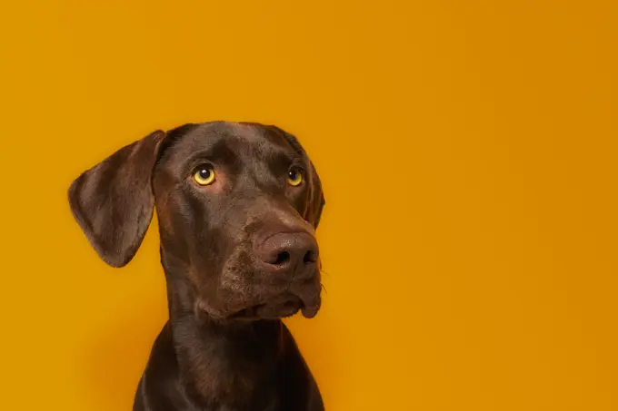 Obedient alert Vizsla dog with healthy glossy brown hair and amazing yellow eyes looking away with interest against vivid orange background in studio;Calm attentive brown Vizsla dog