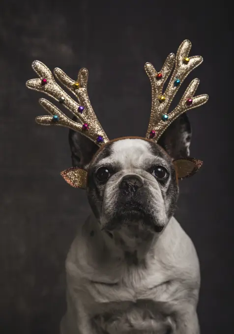 Beautiful French Bulldog with golden reindeer antlers with tassels of gray colors on a gray background. Christmas concept.