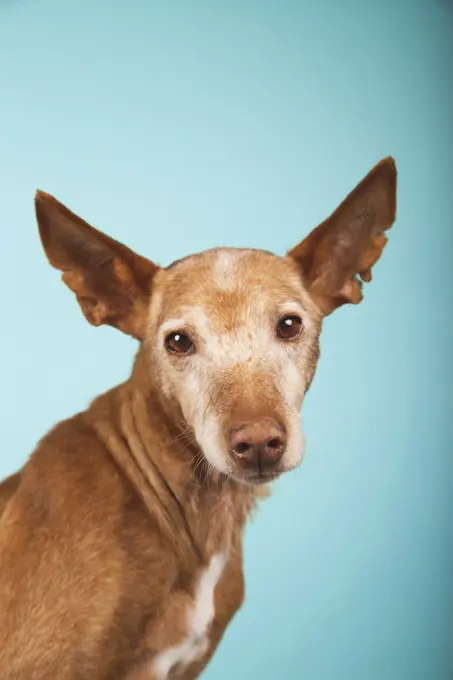 Portrait of brown podenco dog with sad look on blue background
