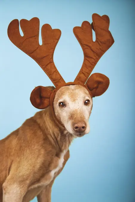 Classic podenco dog portrait with brown reindeer antlers on blue background. Christmas concept.