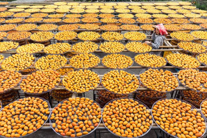 From above of Asian woman in hat smiling while exploring factory with orange drying in sun persimmon during travel at Taiwan;Asian lady along storage with persimmon