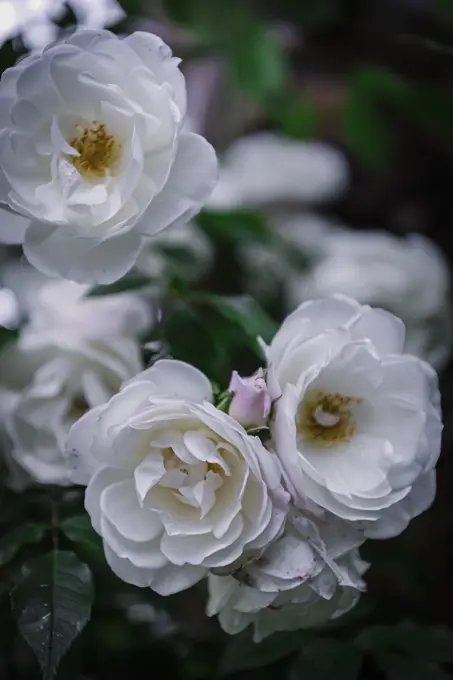 Close-up soft white roses