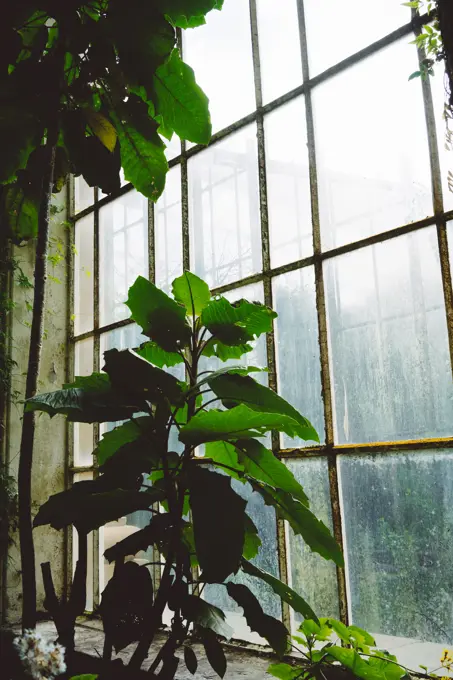 Green plants and bushes inside of old greenhouse with big arched windows, Scotland