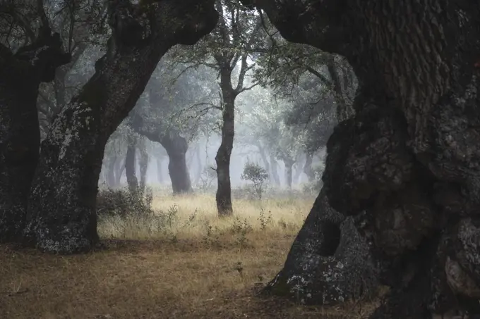 Beautiful tranquil and empty woodland with majestic old trees in fog