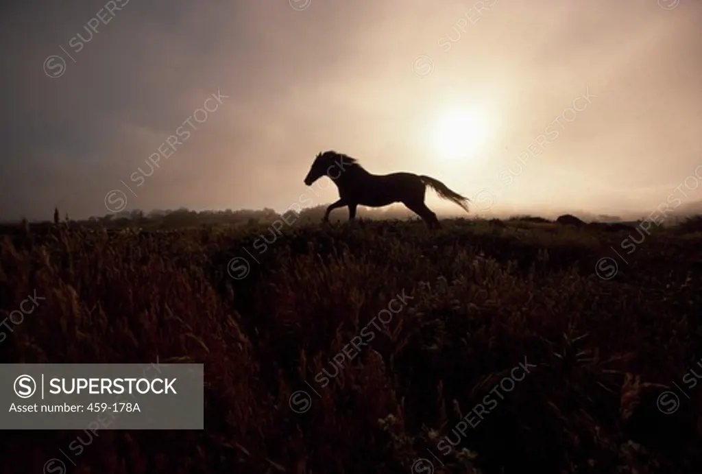 USA, California, Horse running on California Coast