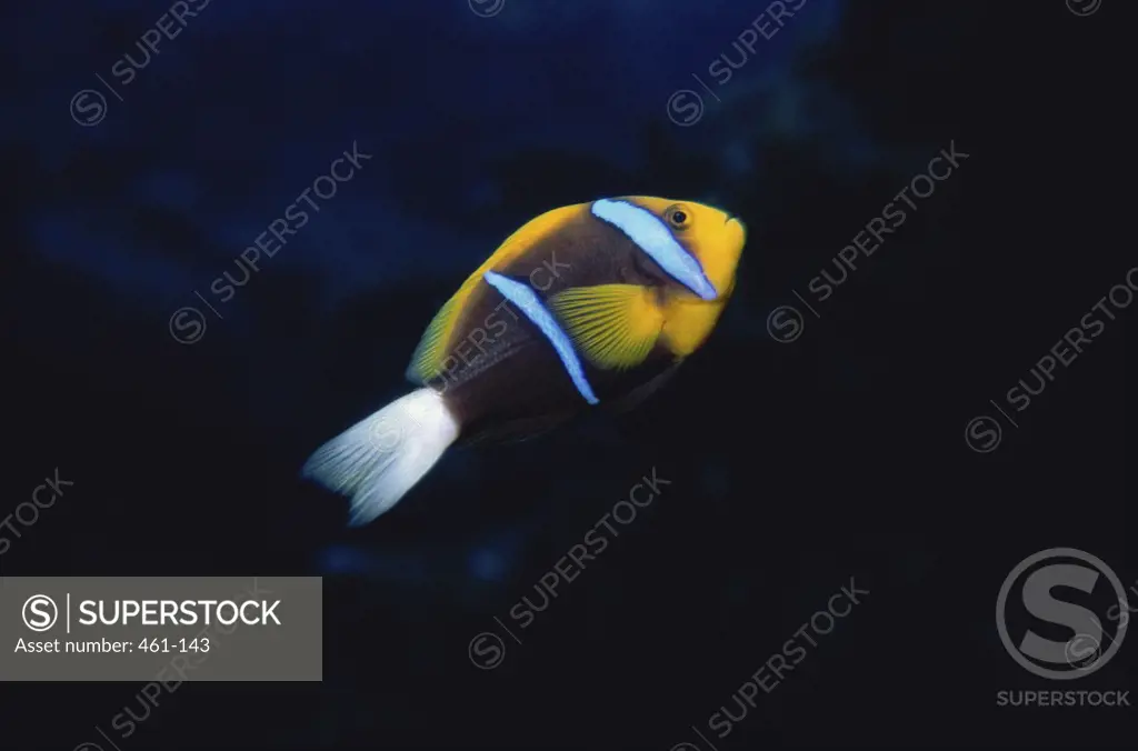 Clown Fish Solomon Islands South Pacific