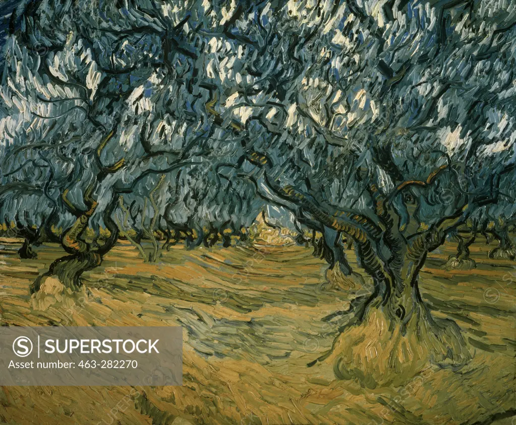 van Gogh / Olive Trees / 1889
