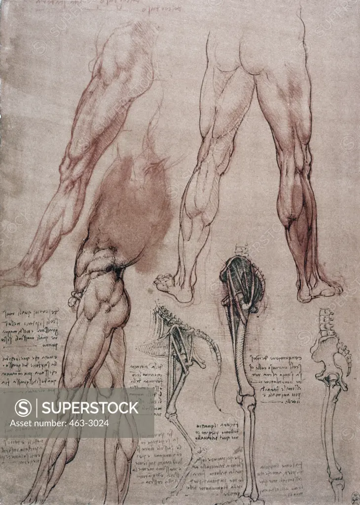 Anatomy: Leg Muscles/Horse Foot Leonardo da Vinci (1452-1519 Italian) Quill Drawing Royal Collection, Windsor, England
