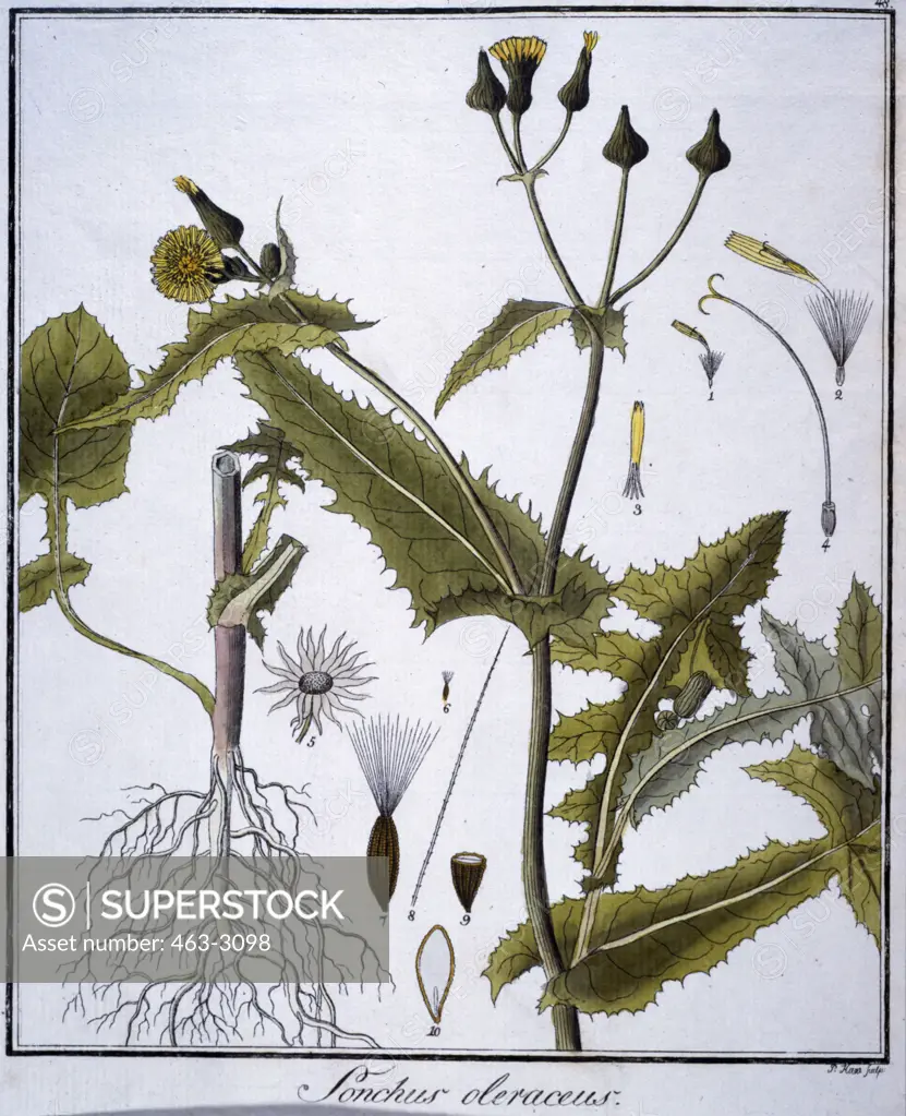Goose Thistle 1805 Botanical Prints