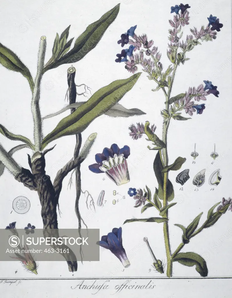 Anchusa Officinalis  Botanical Prints