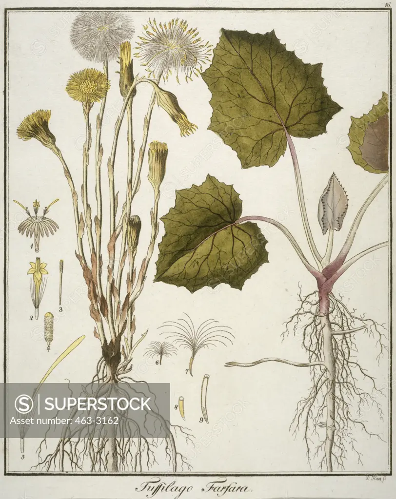 Coltsfoot 1809 Botanical Prints