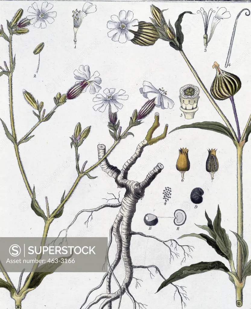 Ordinary (Dioecian) Lychnis 1809 Botanic Prints 