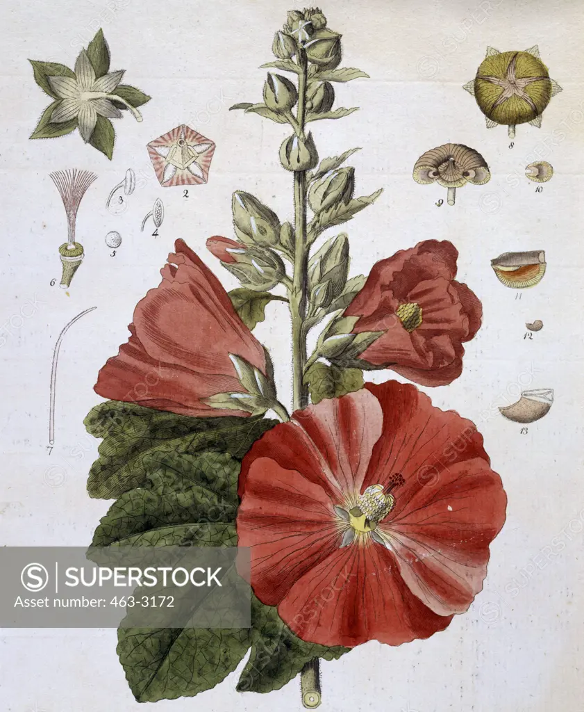 Marshmallow Botanical Prints 