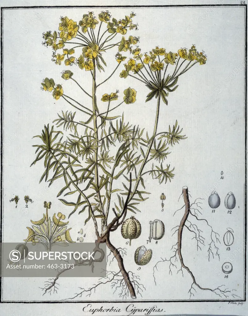 Cypress Spurge Botanic Prints 