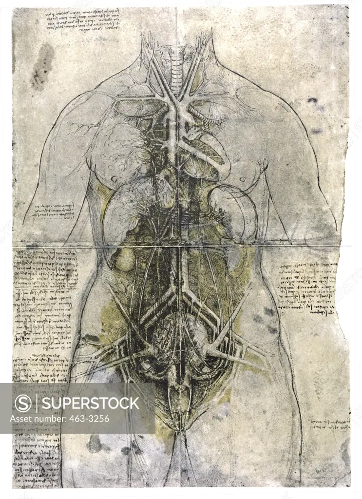 Anatomy: Main Organs & Artery System of a Woman Leonardo da Vinci 1452-1519  Florentine Royal Collection, Windsor, England 
