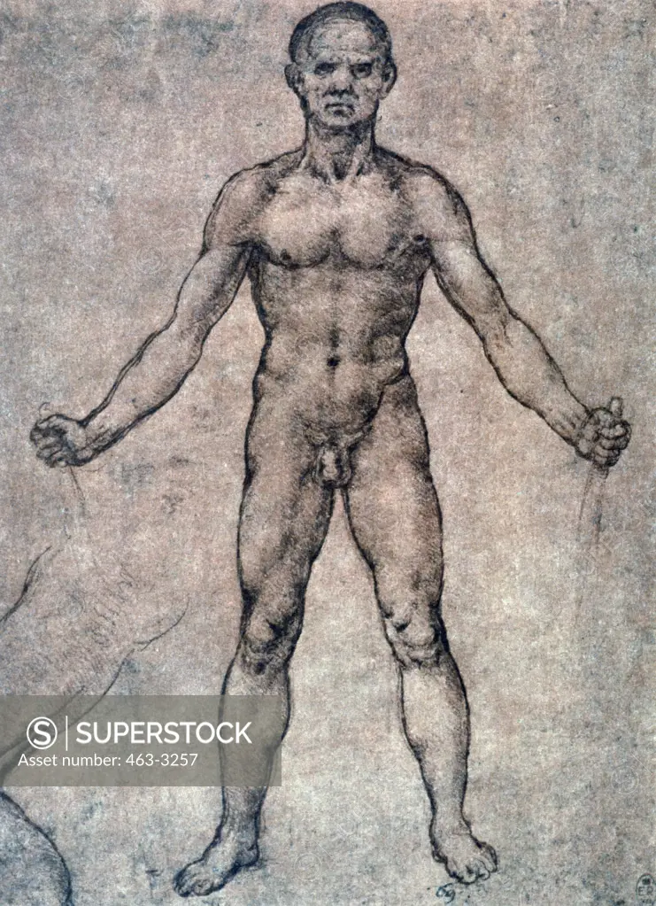 Standing Male Nude, Frontal Leonardo da Vinci (1452-1519 Italian) Royal Collection, Windsor, England 