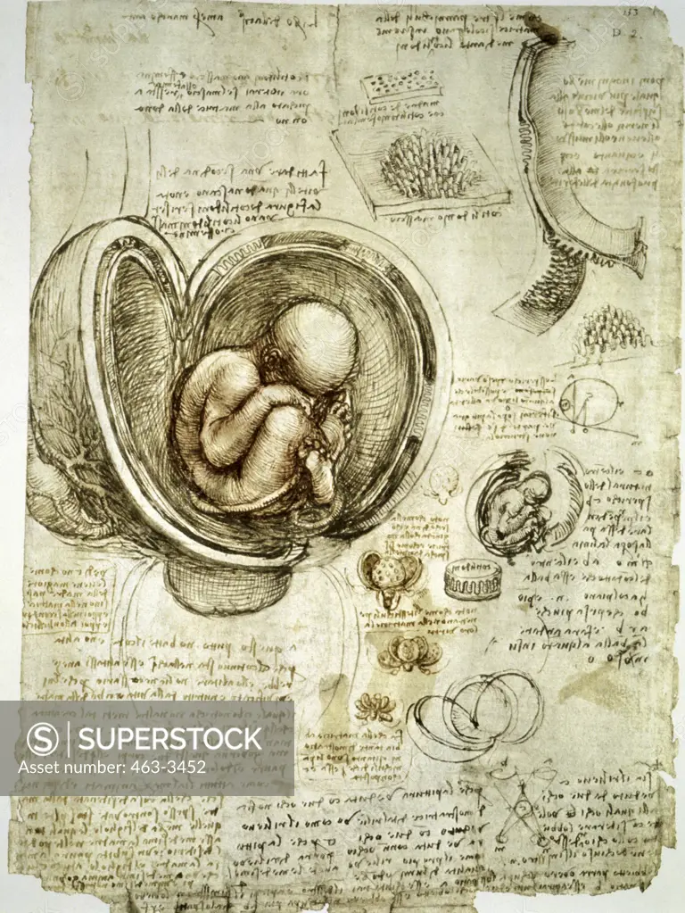 Embryo in the Uterus c. 1511 Leonardo da Vinci (1452-1519 Italian) Royal Collection, Windsor, England 