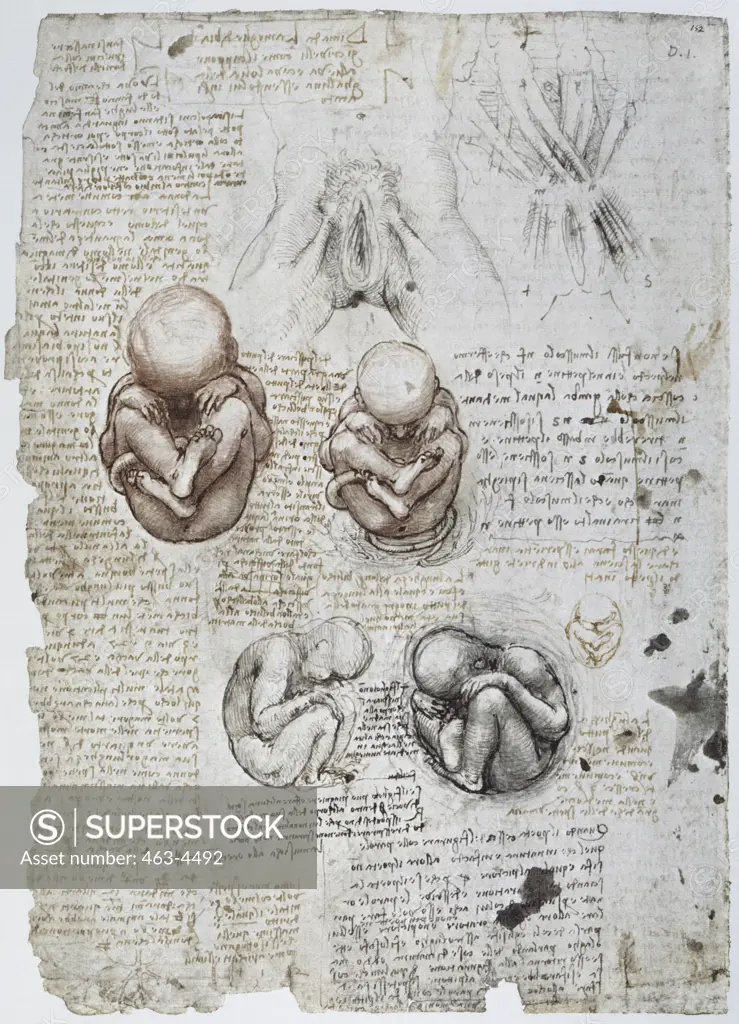 Anatomy Studies: Abdominal Wall Muscles of a Pregnant Woman/Exterior Female Genitals/ Leonardo da Vinci (1452-1519 Italian) Royal Library, Windsor Castle, England