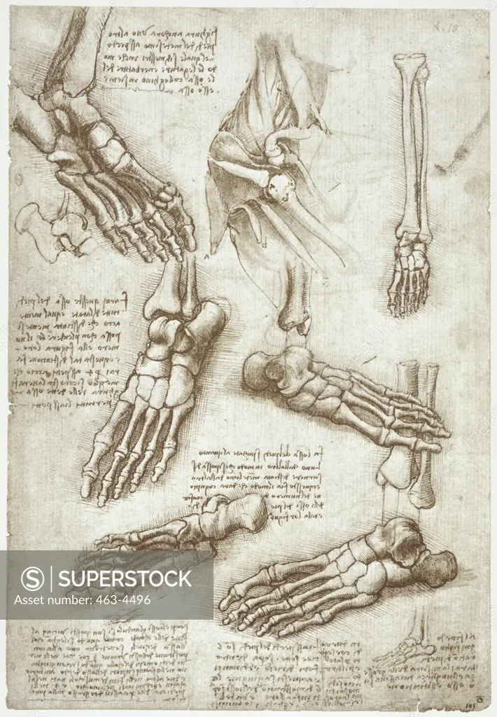 Anatomy Studies: The Bones of the Foot & Anatomy of the Shoulders Leonardo da Vinci (1452-1519 Italian) Pen & ink Royal Library, Windsor Castle, England