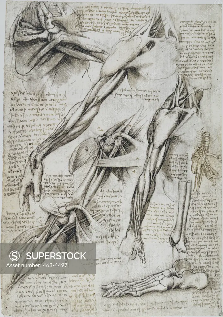 Anatomy Studies: Shoulder And Arm/Bones Of The Foot Leonardo da Vinci (1452-1519 Italian) Pen, Ink & Chalk Royal Library, Windsor Castle, England