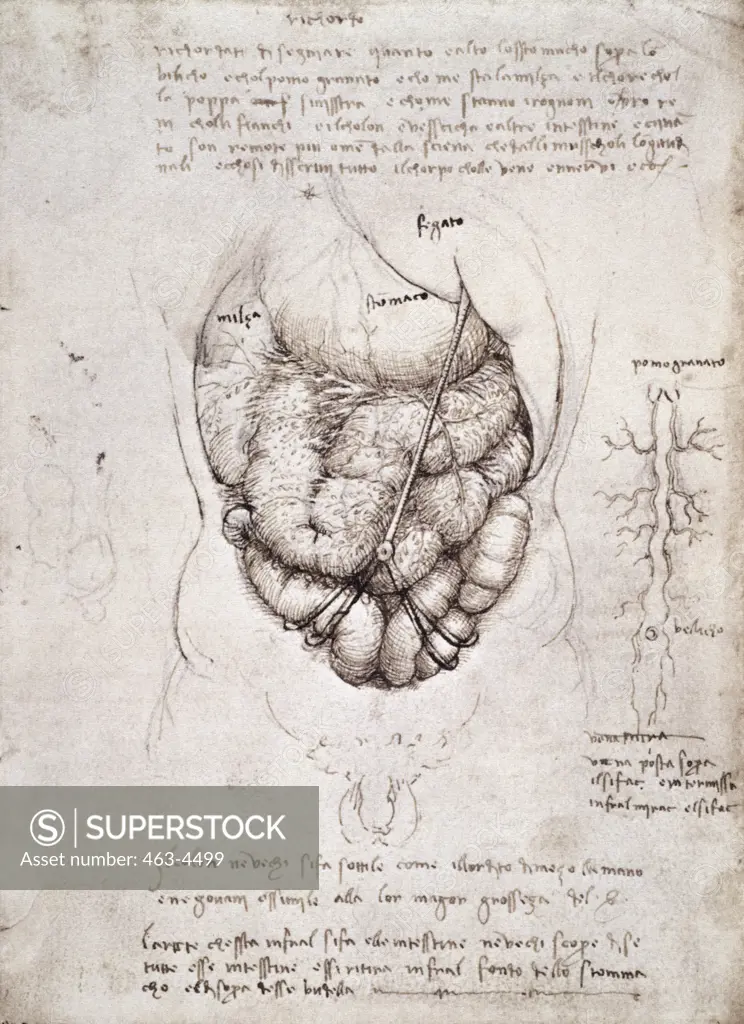 Anatomy Study: Section Of The Stomach With Exposed Net And Navel Leonardo da Vinci (1452-1519 Italian) Pen & Ink Royal Library, Windsor Castle, England