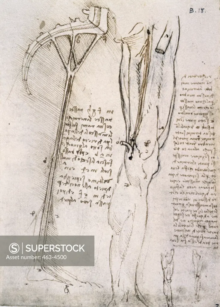 Anatomy Studies,  Plexus Sacralis,  Sciatica Nerv and Nervus Femoralis by Leonardo da Vinci,  1452-1519,  Italian,  pen,  ink and chalk,  England,  Windsor Castle,  Royal Library