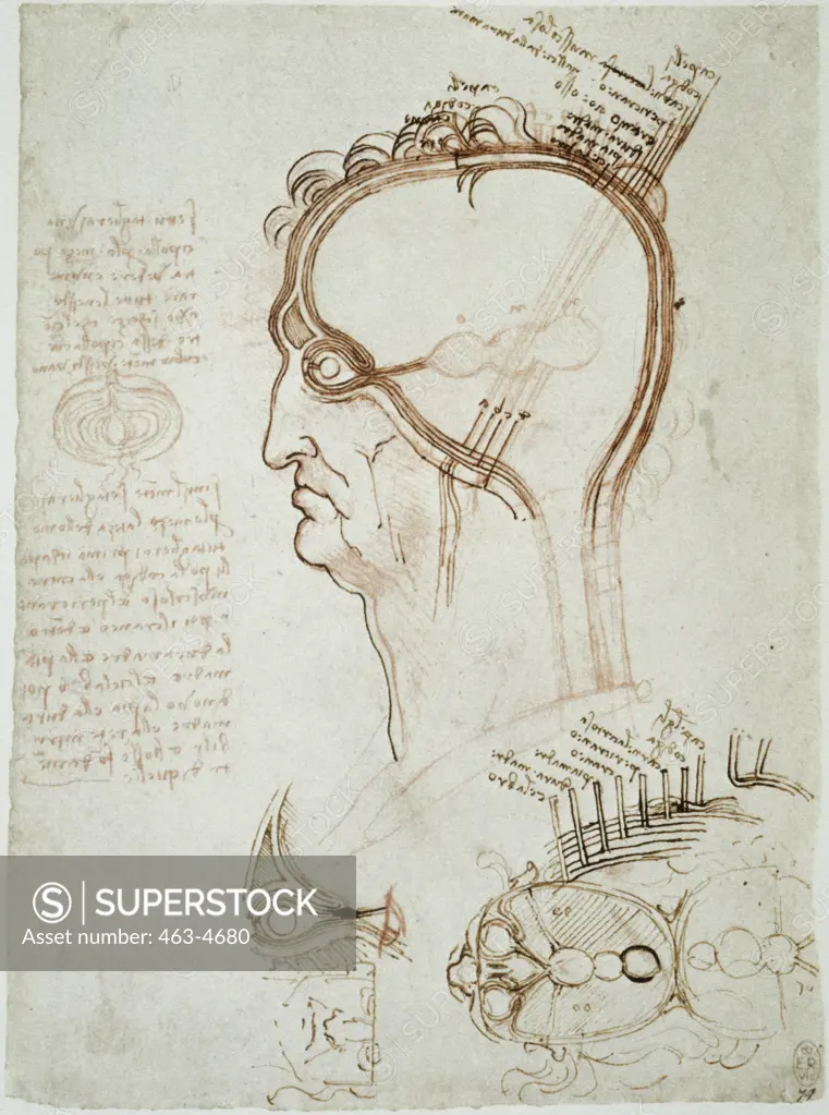 Anatomical Study: The Layer of Scalp, Compared Leonardo Da Vinci 1452-1519 Florentine Royal Collection Windsor England 