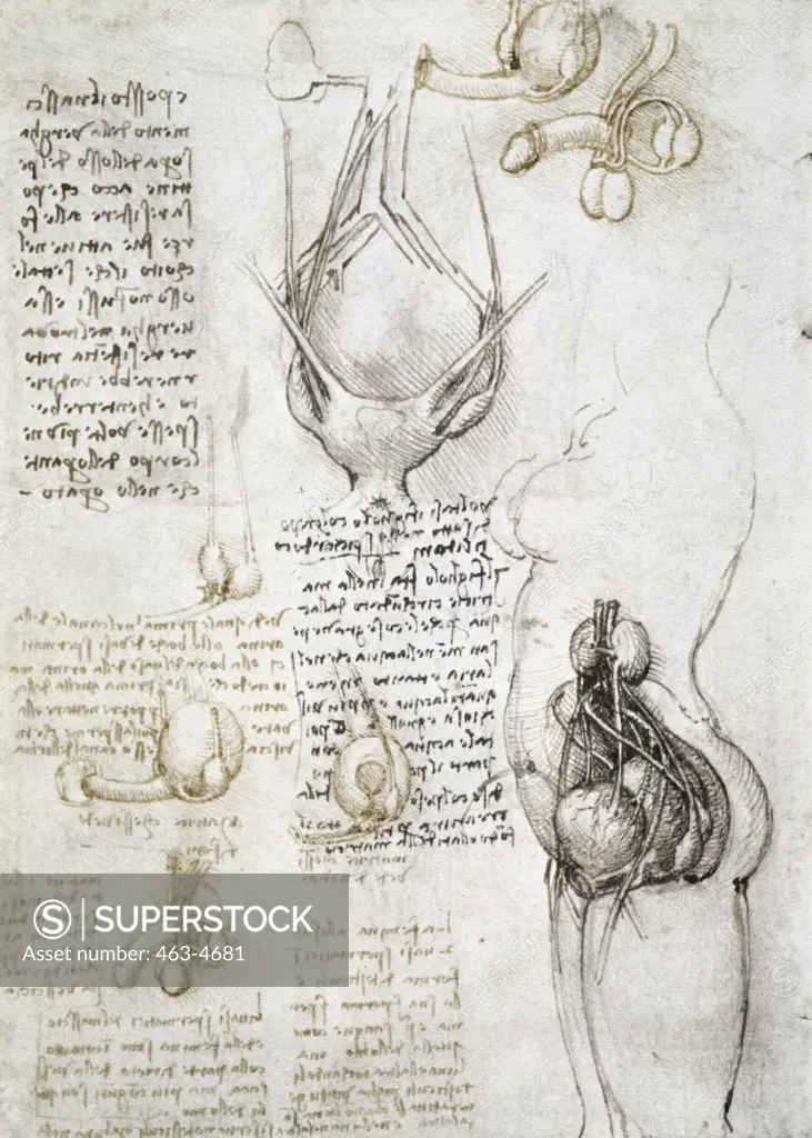 Anatomy Studies: Comparative Depictions Of Male And Female Genitals Uterus Leonardo da Vinci (1452-1519 Italian) Pen, Ink, & Chalk Royal Library, Windsor Castle, England