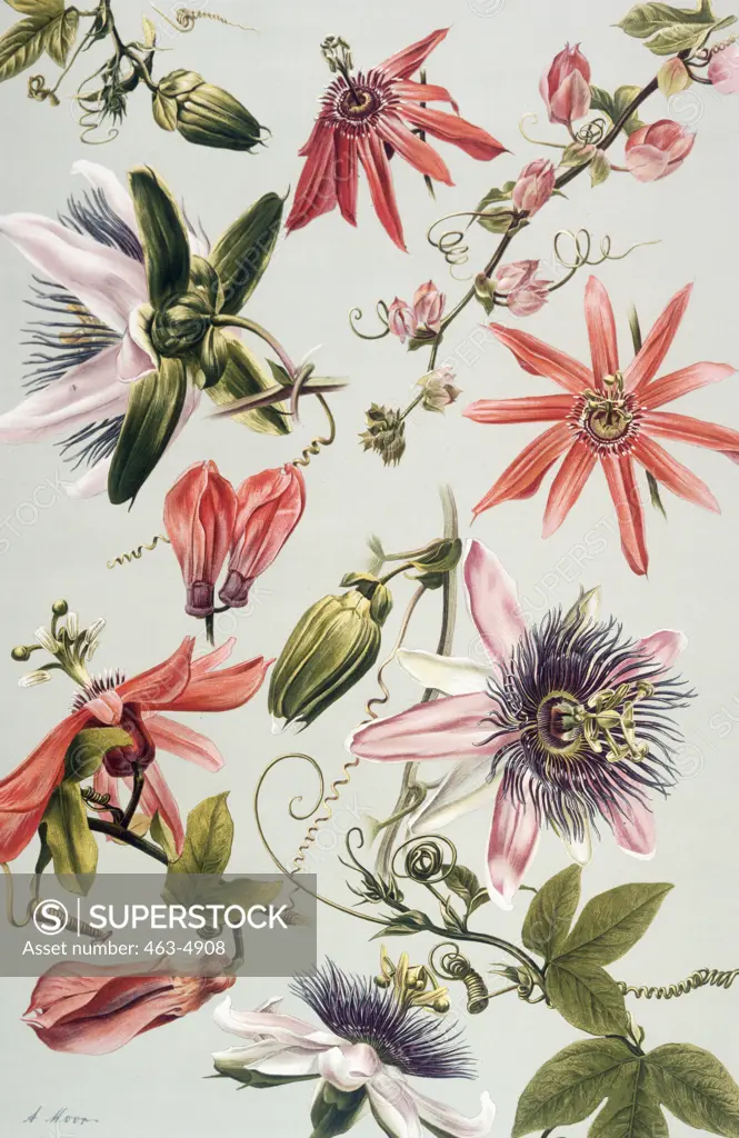 Passion Flower 1886 Botanical Prints 