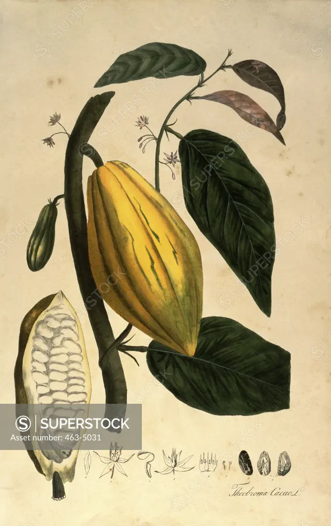 Cocoa Tree Botanical Print  Lithograph