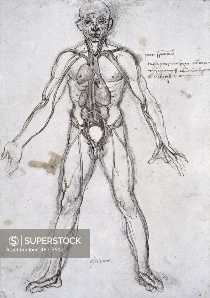 Anatomy Studies: The Vascular System According To Galen Leonardo da Vinci (1452-1519 Italian) Pen, Ink, & Chalk Royal Library, Windsor Castle, England