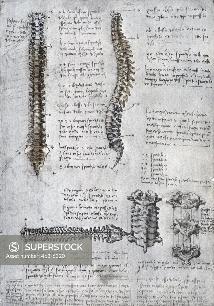 Anatomy Studies: The Spinal Column, Frontal And Side View Cervical Vertebra Leonardo da Vinci (1452-1519 Italian) Pen, Ink, & Chalk Royal Library, Windsor Castle, England