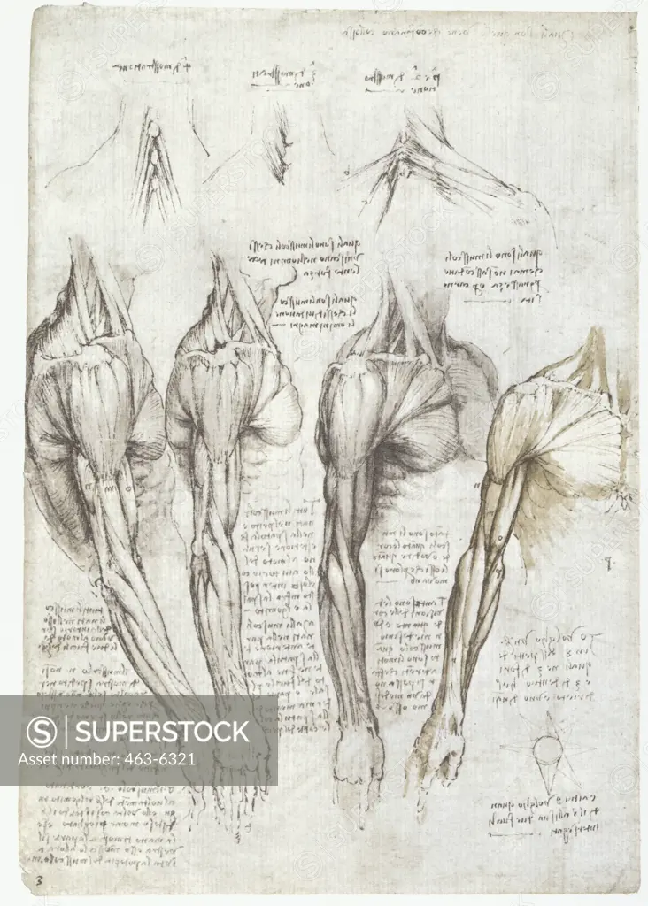 Anatomy Studies: The Muscles of the Right Arm, the Shoulder, and the Chest Leonardo Da Vinci (1452-1519 Italian) Royal Library, Windsor Castle, England