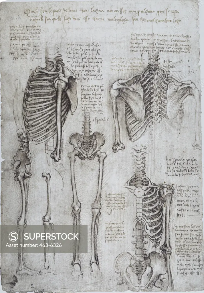 Anatomy Studies: The Human Skeleton/Shoulder, Thorax, Pelvis, And Legs Leonardo da Vinci (1452-1519 Italian) Pen, Ink & Chalk Royal Library, Windsor Castle, England