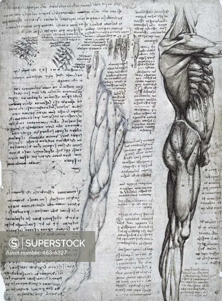 Anatomy Studies: The Muscles Of The Torso And The Legs Leonardo da Vinci (1452-1519 Italian) Pen, Ink, & Chalk Royal Library, Windsor Castle, England