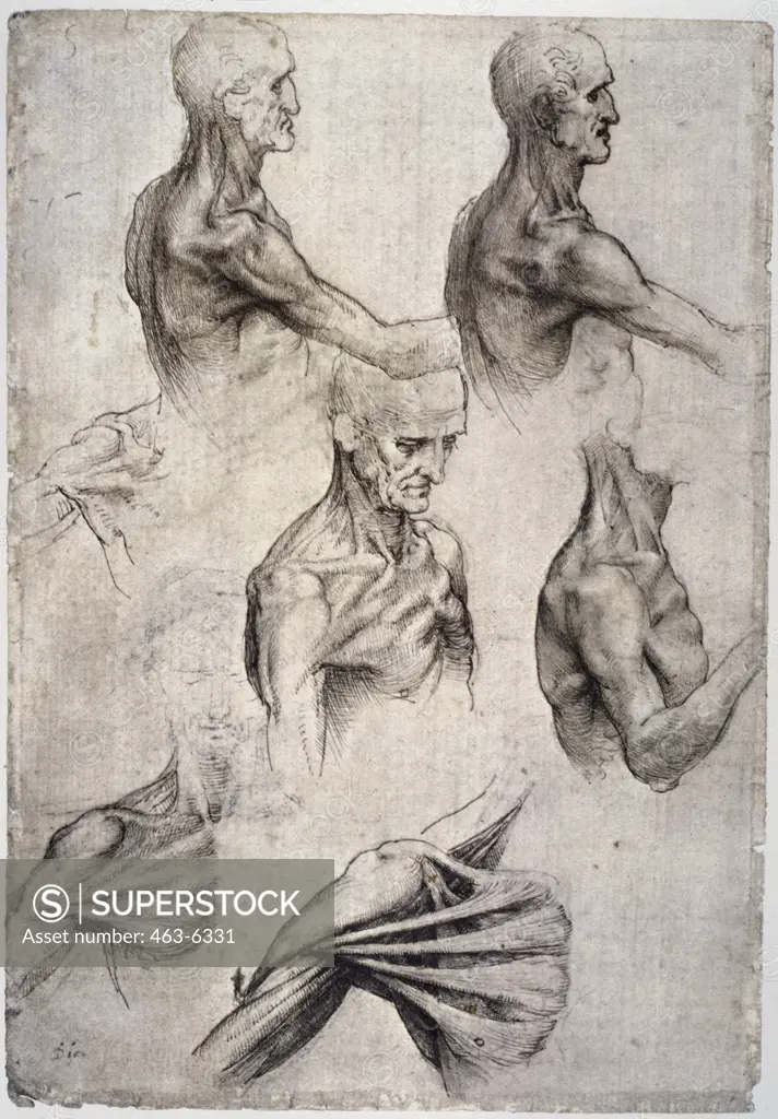 Anatomy Studies: Surface Muscles of Neck and Shoulder Leonardo da Vinci (1452-1519 Italian) Royal Library, Windsor Castle, England