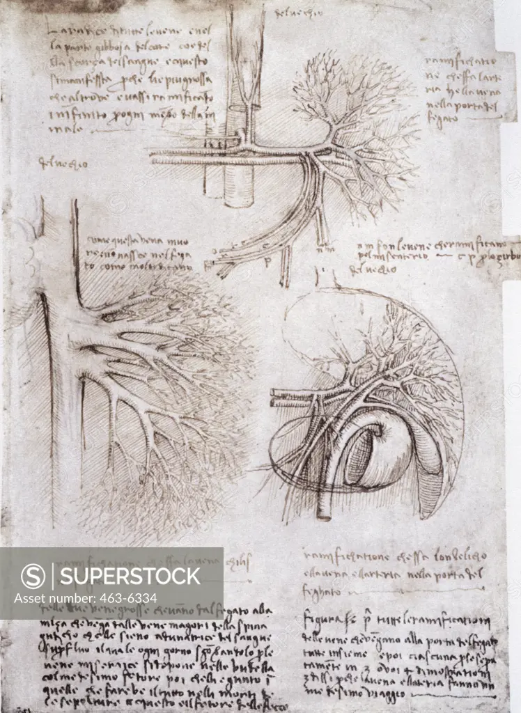 Anatomy Studies: Veins Of The Liver Leonardo da Vinci (1452-1519 Italian) Pen, Ink, & Chalk Royal Library, Windsor Castle, England