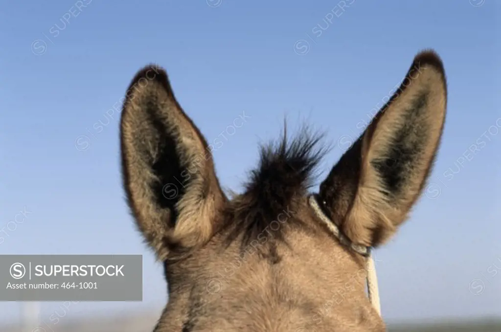 Mule Ears