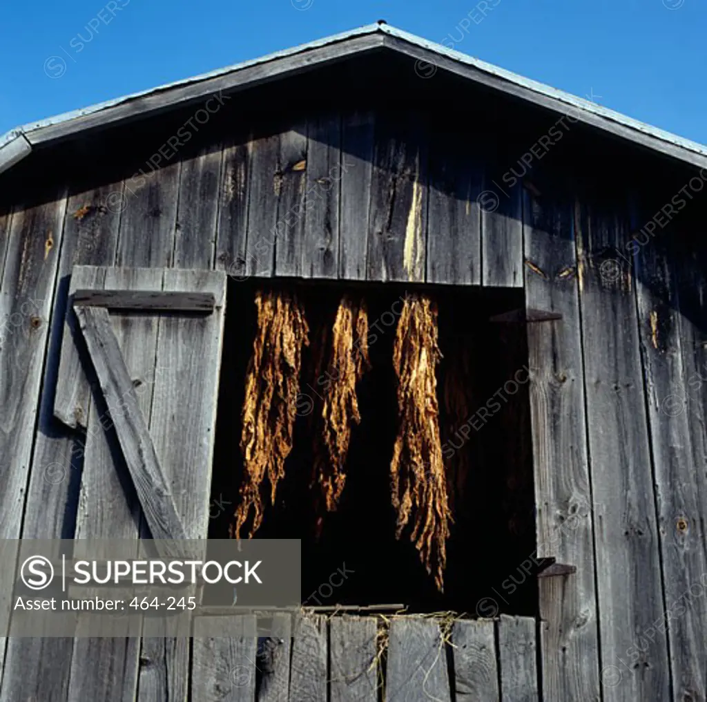 Tobacco drying in a barn window, North Carolina, USA