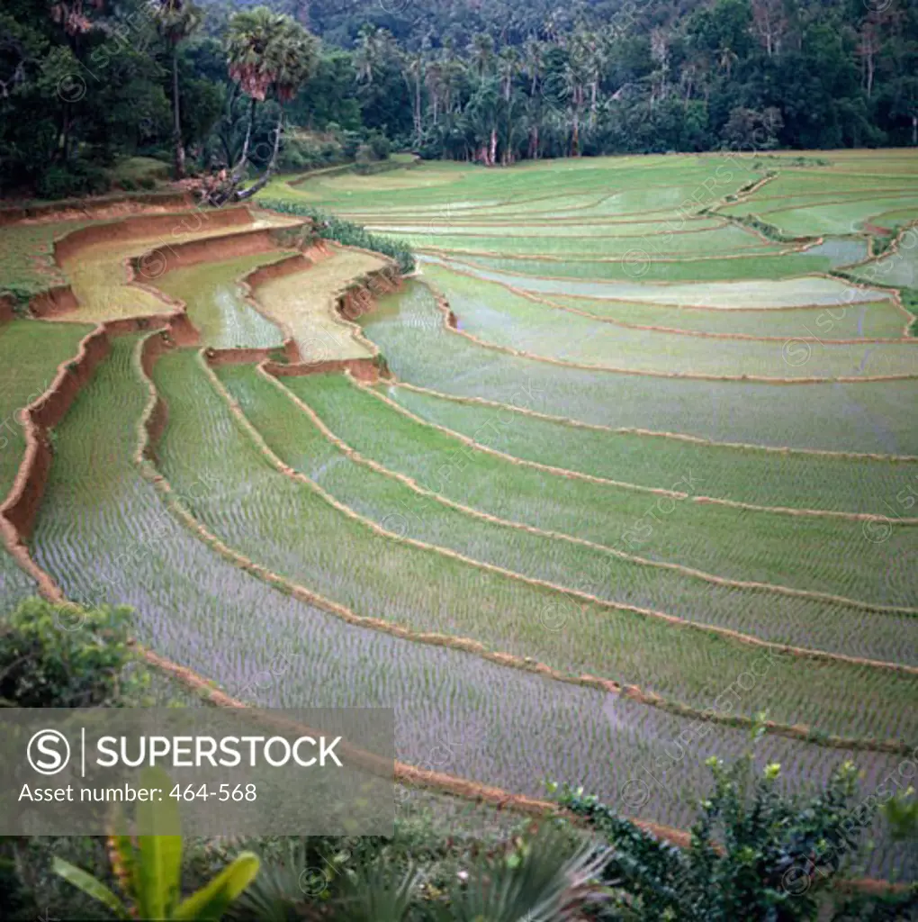 High angle view of terraced rice fields, Sulawesi, Indonesia