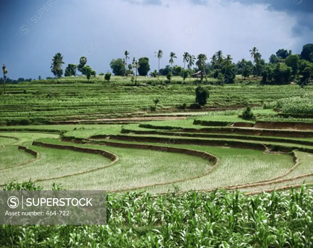 Rice Fields Sulawesi Indonesia