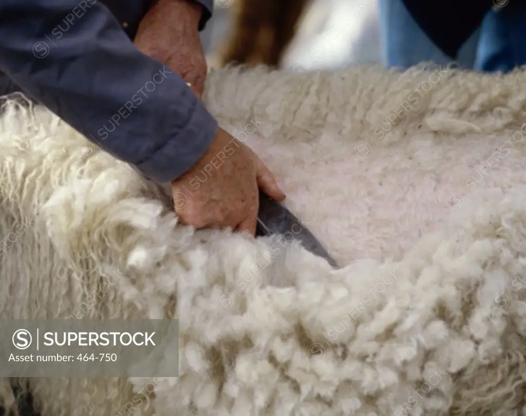 Sheep Shearing Mund Valais Switzerland