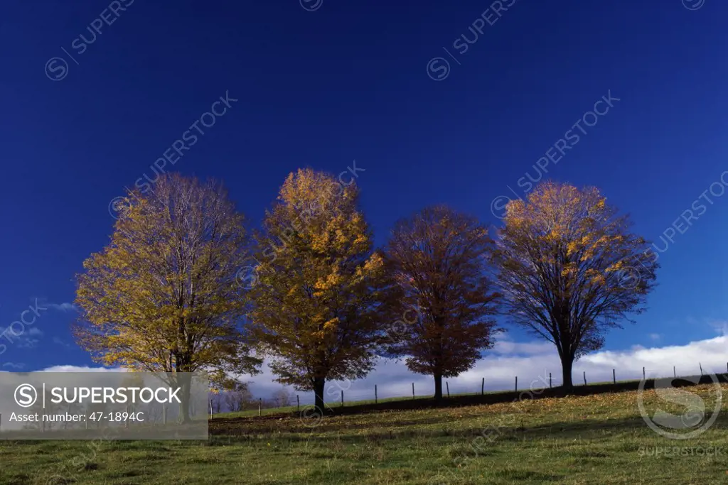 Trees on a hill during Autumn