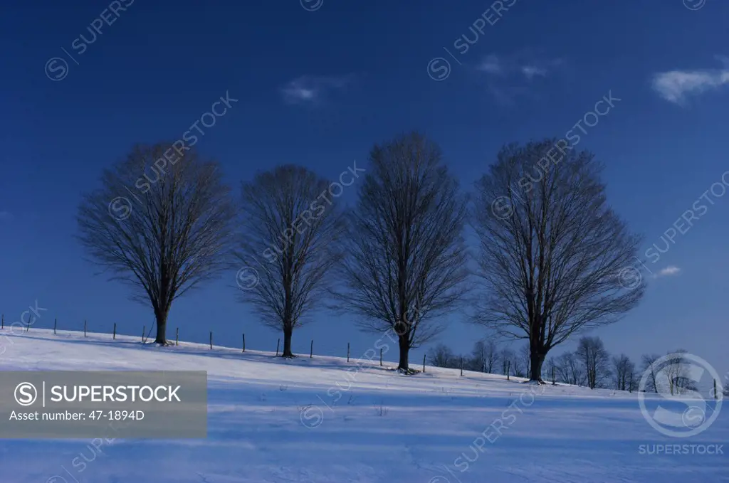 Trees on a hill during Winter