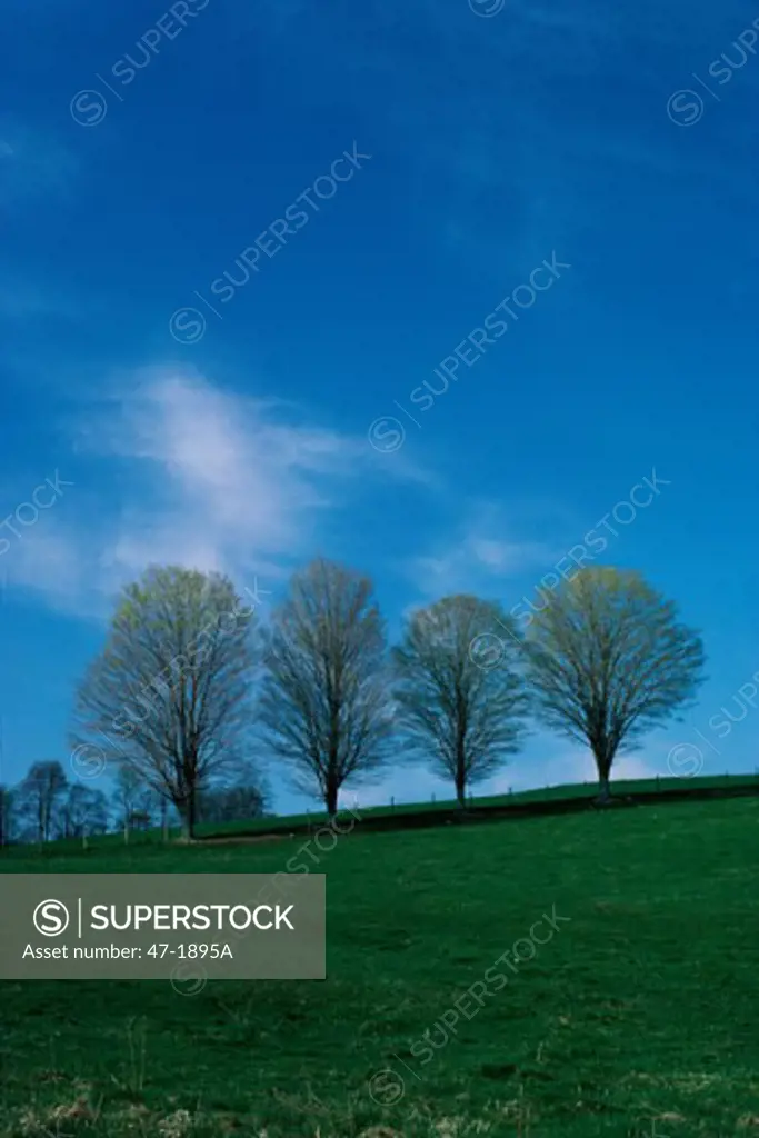 Trees on a hill during Spring