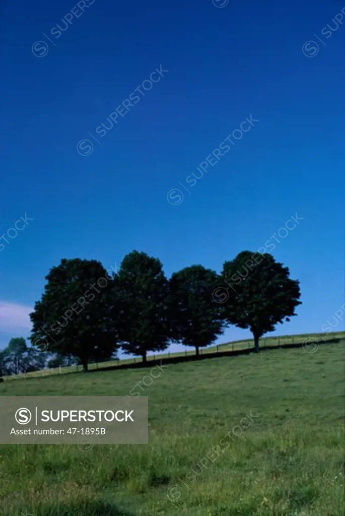 Trees on a hill during Summer