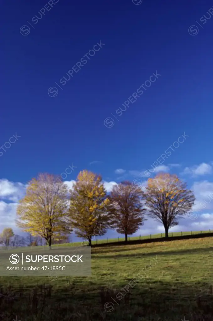 Trees on a hill during Autumn